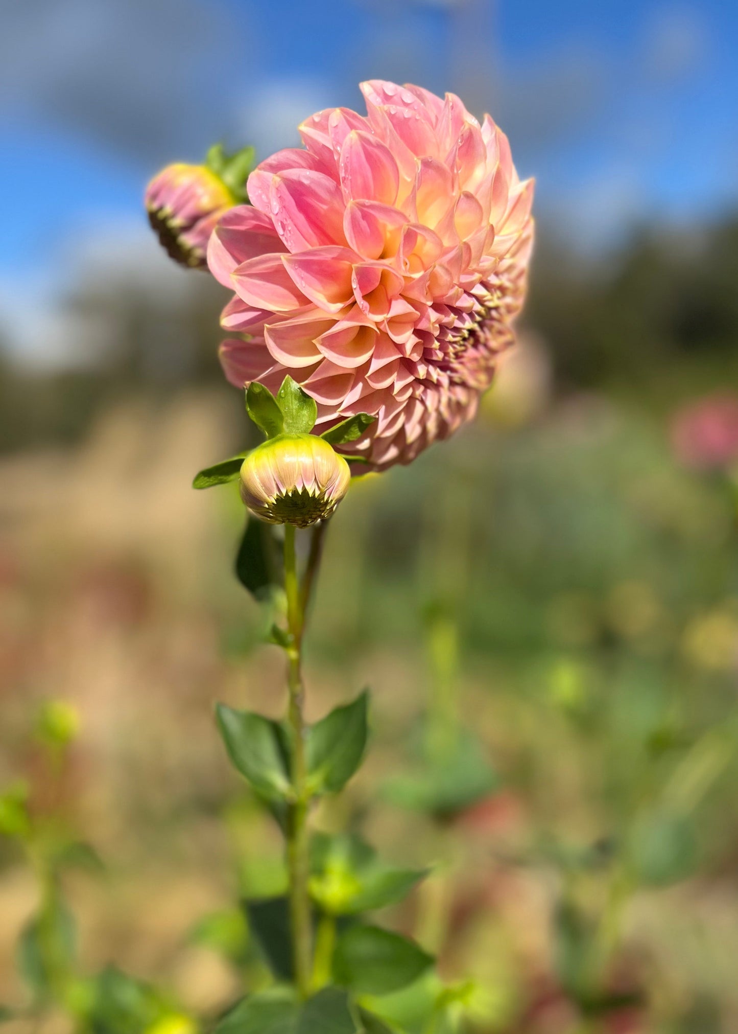 Dahlia 'Coorabell Mystery'