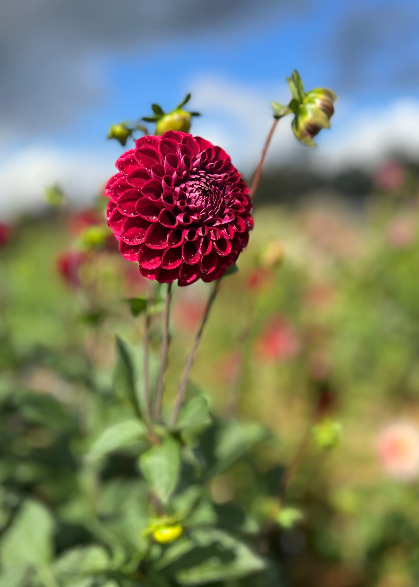 Everbloom Vintage Velvet