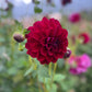 Dahlia 'Samda Princess'