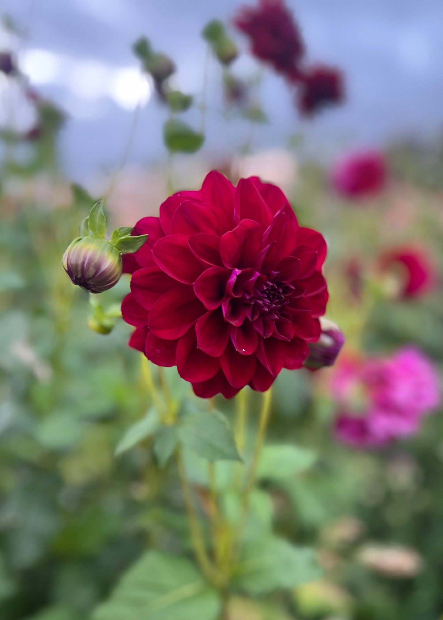 Dahlia 'Samda Princess'