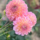 Dahlia 'Coorabell Mystery'