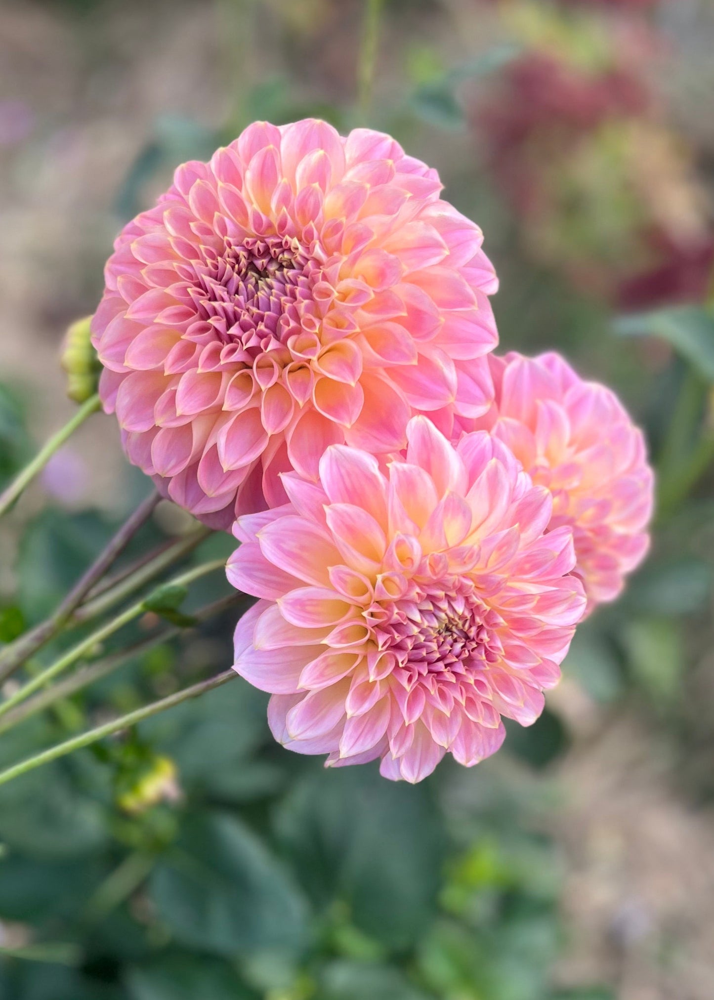 Dahlia 'Coorabell Mystery'