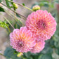 Farmgate Bunches ~ Small Decorative Dahlias