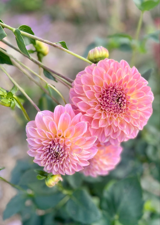 Farmgate Bunches ~ Small Decorative Dahlias