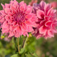 Farmgate Bunches ~ Large Decorative Dahlias