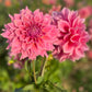 a bunch of dusty pink ' Under the Sea; dahlias being held by a hand in the evening light. 
