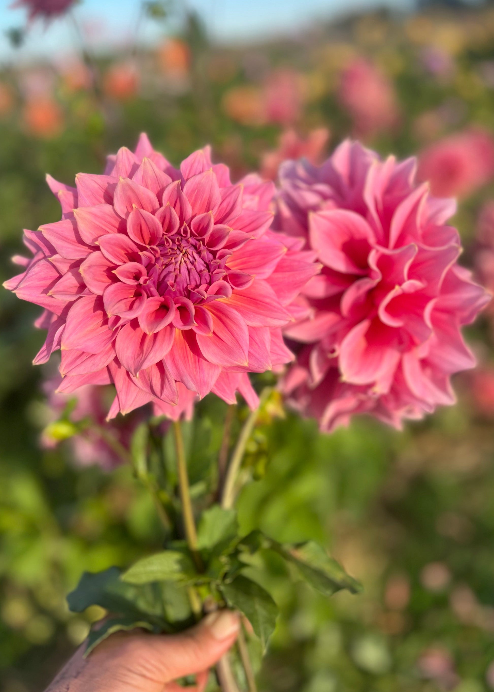 a bunch of dusty pink ' Under the Sea; dahlias being held by a hand in the evening light. 