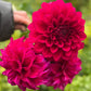 Farmgate Bunches ~ Medium Decorative Dahlias