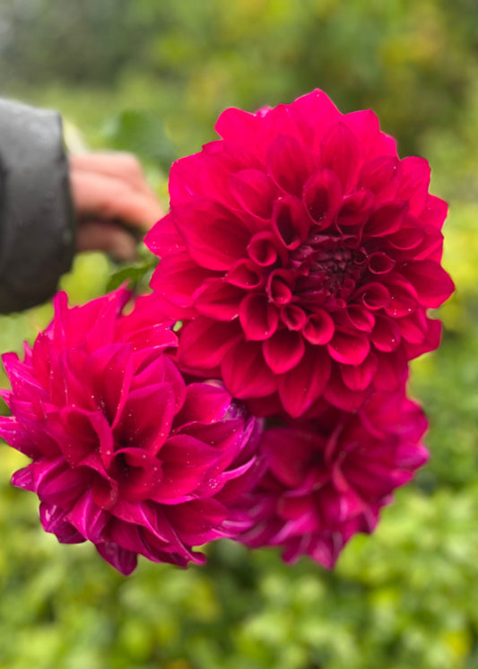 Farmgate Bunches ~ Medium Decorative Dahlias