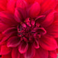 Dahlia 'Kenora Wildfire'