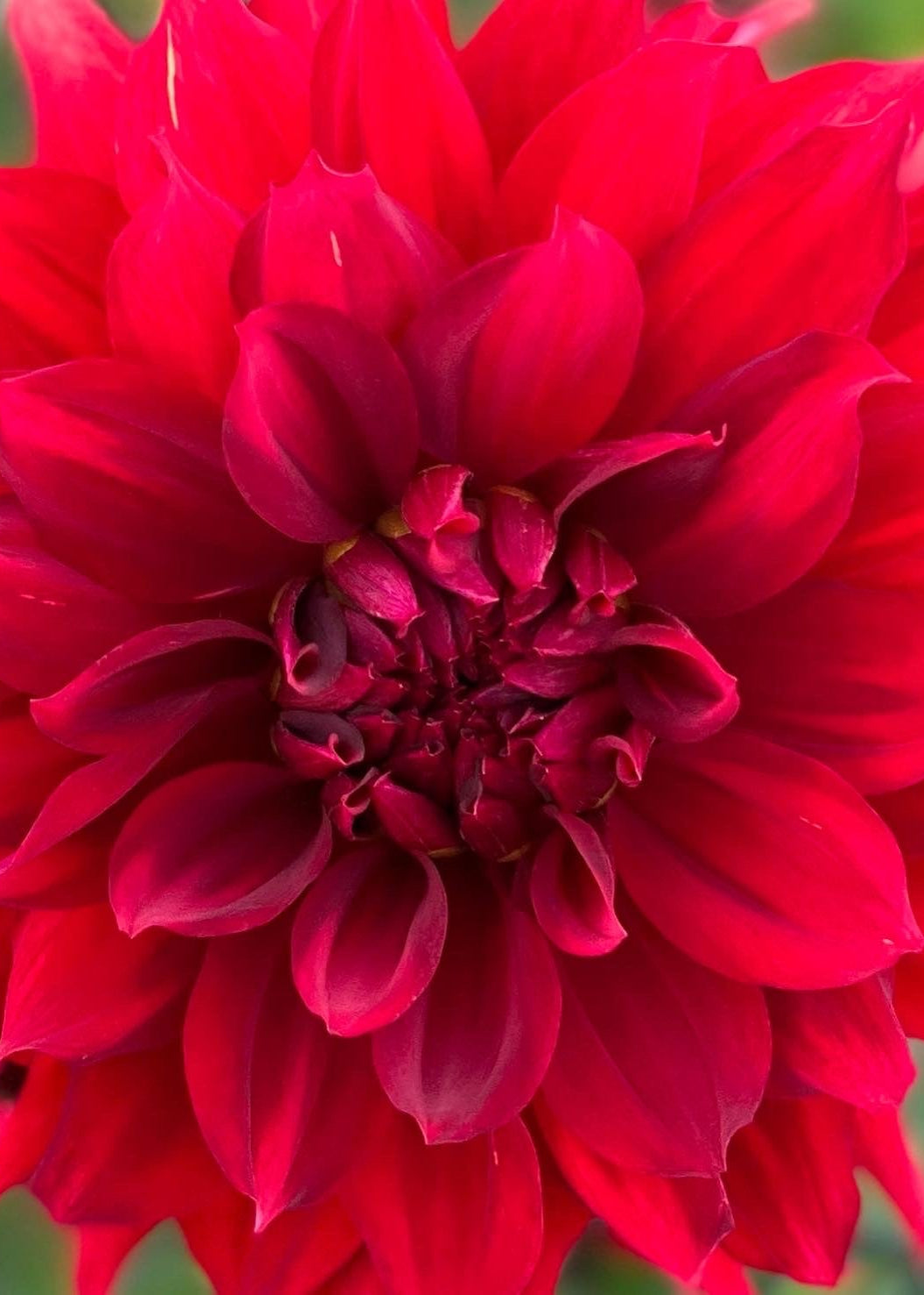 Dahlia 'Kenora Wildfire'