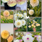Dahlia Posies