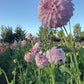 Dahlia 'Hillview Gem'